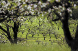 Viniyoga Intensives and Mentorship, Sebastopol, Sonoma County, SF Bay Area, CA