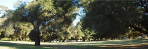 Viniyoga yoga in Ragle Park, Sebastopol CA