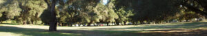 Yoga in Ragle Park Sebastopol