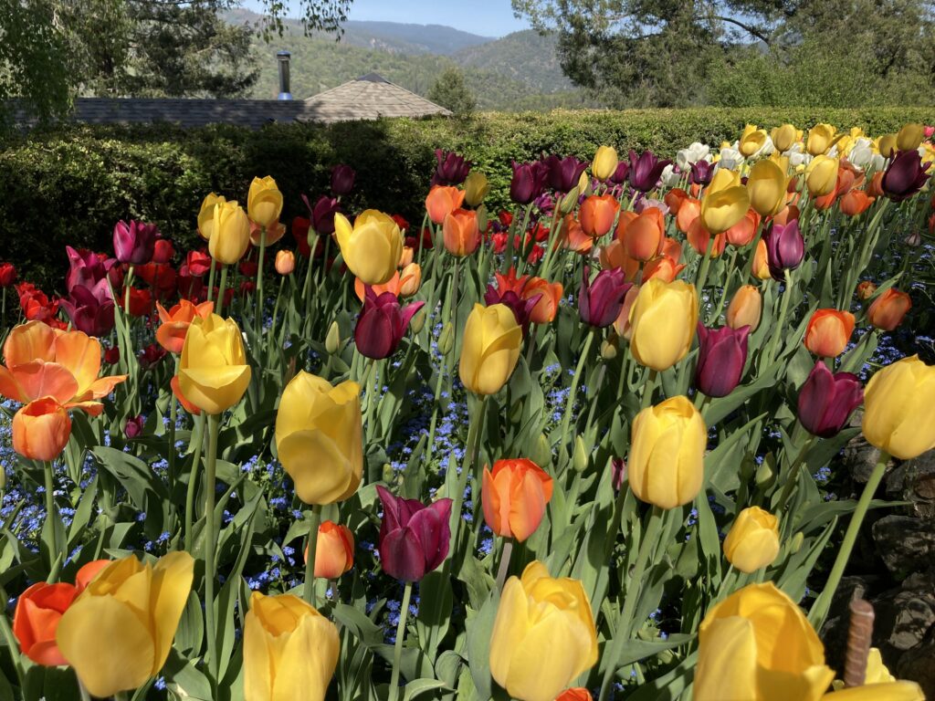 Online yoga classes, integrated practices with viniyoga asana, pranayama, chanting, mantra, mudra, sutra study